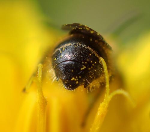 Réf. 260 712 : Hoplitis leucomelana